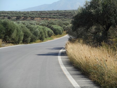 The olive trees leave no room for emergencies on the road. Who needs a shoulder when your car breaks down? Olives rule!