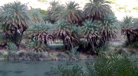 Palm trees on Limini River
